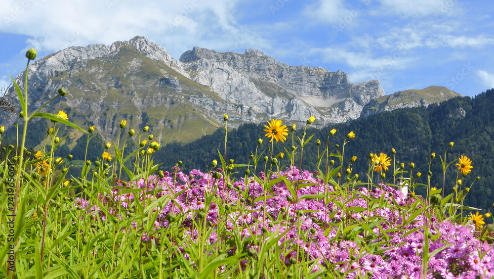 découvrez la beauté des paysages des alpes en été : sommets majestueux, prairies verdoyantes et lacs scintillants. évadez-vous au cœur de la nature alpine et explorez des sentiers de randonnée uniques pour vivre des moments inoubliables.